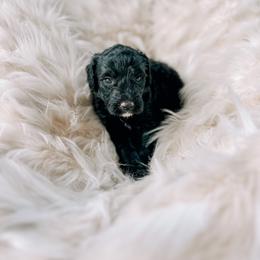 Boy 1 - Black Bernedoodle puppy in Yatesville, Georgia from High Hopes Doodles