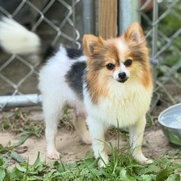Oriella - Pomeranian