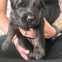 Pink collar - Bi-color female German Shepherd puppy in Anderson, South Carolina from StaFra German Shepherd Dogs