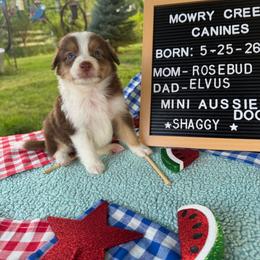 Shaggy - Red tri-color male Aussiedoodle puppy in Hopkins, Missouri from Mowry Creek Mini Aussiedoodles and More