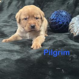Pilgrim - Yellow male Labrador Retriever puppy in Tigard, Oregon from Morrison Labrador Retreivers