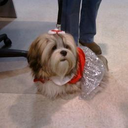 Anatolian Shepherd Dog, Collie, and Lhasa Apso Puppies from Foxglove Farms Collies/Green Stains Anatolians/I Ching Lhasas