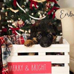 Ember - Black and red female German Shepherd puppy in Tippecanoe, Indiana from Mächtiger Barkerheim