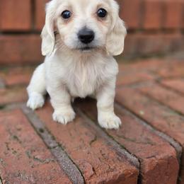 Poppy - Cream female Dachshund puppy in Ashford, Alabama from Circle City Dachshunds