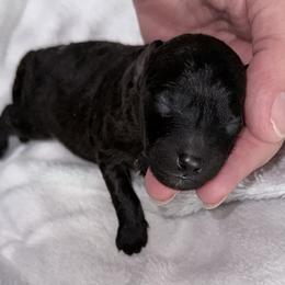 Mochi - Silver male Poodle puppy in Marsing, Idaho from Araceli Toy Poodles