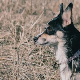 Violet - Pembroke Welsh Corgi
