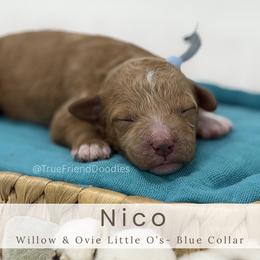 NICO -blue collar - Red  male Goldendoodle puppy in Watertown, New York from True Friend Doodles