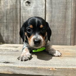 Hail - Piebald male Dachshund puppy in South Willard, Utah from Doxies in the Sun