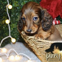 Dachshund Puppies from Piney Woods Miniature Dachshunds LLC