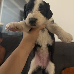 Marlie - Black and white female Old English Sheepdog puppy in Acton, California from Fab OES