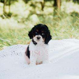 Pink girl - Blue roan and tan female Cockapoo puppy in Missoula, Montana from Big Sky Cockapoos
