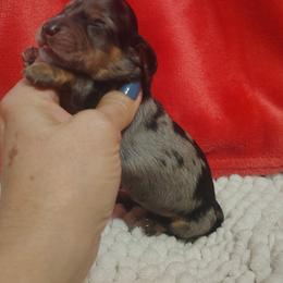Puppy 5 - Dapple female Dachshund puppy in Clayton, Indiana from Love Struck Miniature Dachshunds