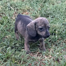 AKC SMALL Shaded cream brindle smooth coat female - Brindle female Dachshund puppy in Anderson, California from Golden Paws Dachshunds