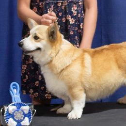 Cowgirl - Pembroke Welsh Corgi