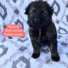 Yorick - Sable male German Shepherd puppy in New Cambria, Missouri from Des Hausraben Shepherds
