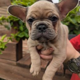 French Bulldog Puppies from BSGM Frenchies