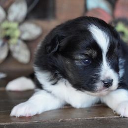 Girl 1 - female Miniature Australian Shepherd puppy in Lawton, Oklahoma from Lindsey’s Aussies