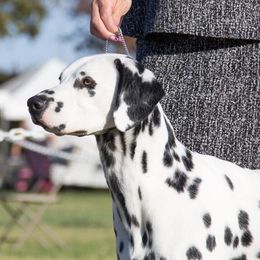 Sansa  - Dalmatian