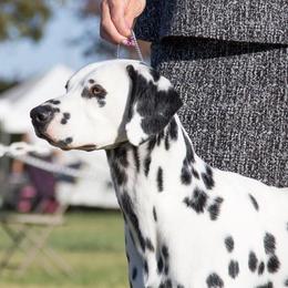 Sansa  - Dalmatian