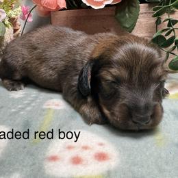 Red boy - Red male Dachshund puppy in Alice, Texas from Crimson’s longhair Dachshunds