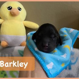 Dachshund Puppies from The Wienery