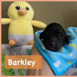 Dachshund Puppies from The Wienery