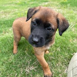 Mai - Mahogany female xDutch Shepherd puppy in Chelsea, Alabama from Alliance K9
