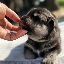 Grey Boy - Black male Finnish Lapphund puppy in Redding, California from AlpenGlō Kennels