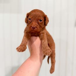 Sprout - Red male Cavapoo puppy in Colcord, Oklahoma from Copper Lane Aussies, Doodles & Cavapoos