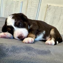 Redwood - Red phantom male Aussiedoodle puppy in Rock Hill, South Carolina from LolliPop Farms