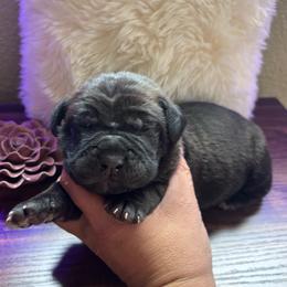 Brown collar - Chestnut brindle male Cane Corso puppy in Tucson, Arizona from Cane Corso Friends