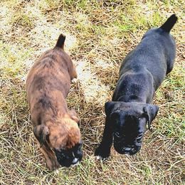 Boxer Puppies from Winchester Boxers
