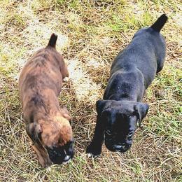 Boxer Puppies from Winchester Boxers