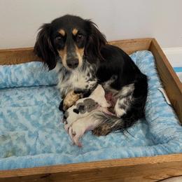 Belle - Dachshund