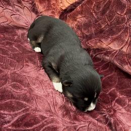 Bruno - Tri-color male Pomsky puppy in La Vergne, Tennessee from Atencio Pomsky
