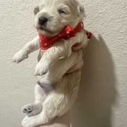 Lake - Red male Maltipoo puppy in Victorville, California from Boujeepups
