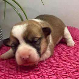 Linden - Red and white female American Corgi puppy in Scottown, Ohio from Wyndy Ridge Corgis