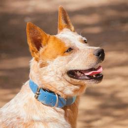 Mesquite 'N A2's A Red Charmer (AKC) - Red speckled male Australian Cattle Dog puppy in Sahuarita, Arizona from A2 Australian Cattle Dogs