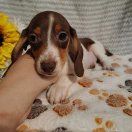 Della - Chocolate and tan female Dachshund puppy in Hudson, Michigan from Mittentail Kennel Miniature Dachshunds & Australian Shepherds