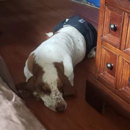 Weston - Basset Hound