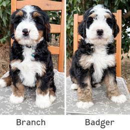 Bernedoodle puppies from Cariad Doodles