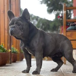 Ari - French Bulldog