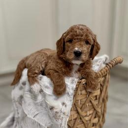 Applejack- Yellow - Apricot female Goldendoodle puppy in Bay City, Texas from Charming Doods Goldendoodles