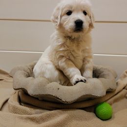 Golden Retriever Puppies from White Valley Goldens