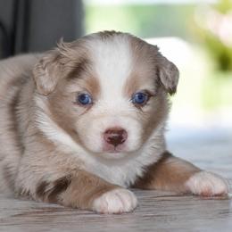 Annie - Red merle female Miniature Australian Shepherd puppy in Lowgap, North Carolina from Baileys Mini Aussies