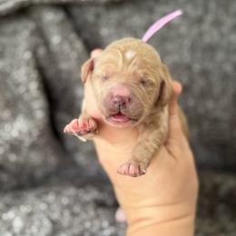 Promise - Apricot female Goldendoodle puppy in Wharton, Texas from Little Fur Friends