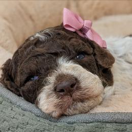 Lyra - Brown roan female Lagotto Romagnolo puppy in West Jordan, Utah from Salt Lake Lagotto
