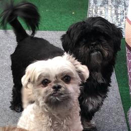 Shih Tzus from D & W Shih Tzu Breeding