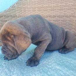 Cane Corso Puppies from Willow’s Meadow