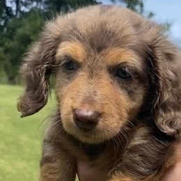 Dachshunds from Lake Wylie Dachshunds